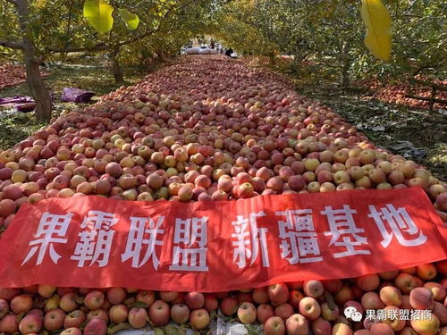 果霸聯(lián)盟的水果模式怎樣